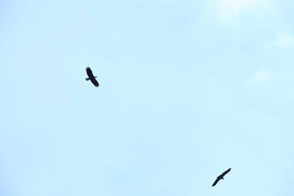 Eagles in flight